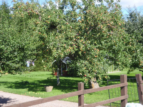 Small &Auml;pple Orchard.